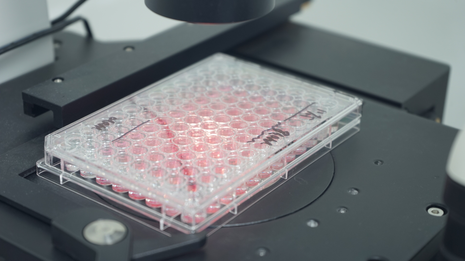 养好RAW264.7，别让它“想太多”