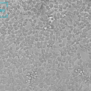小鼠小胶质细胞