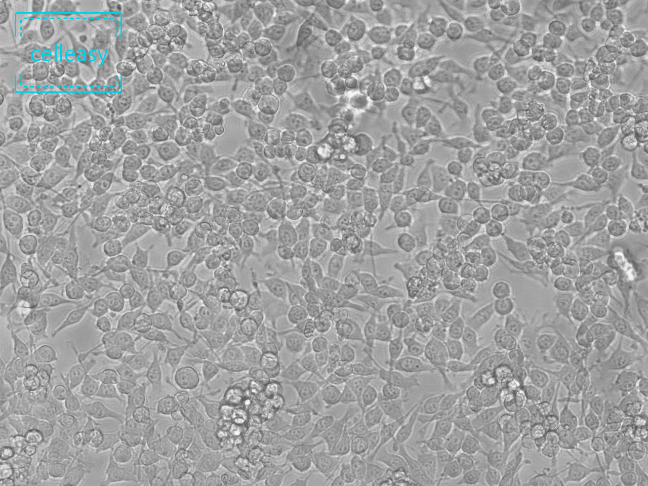 小鼠小胶质细胞