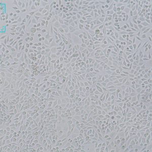 小鼠成纤维细胞