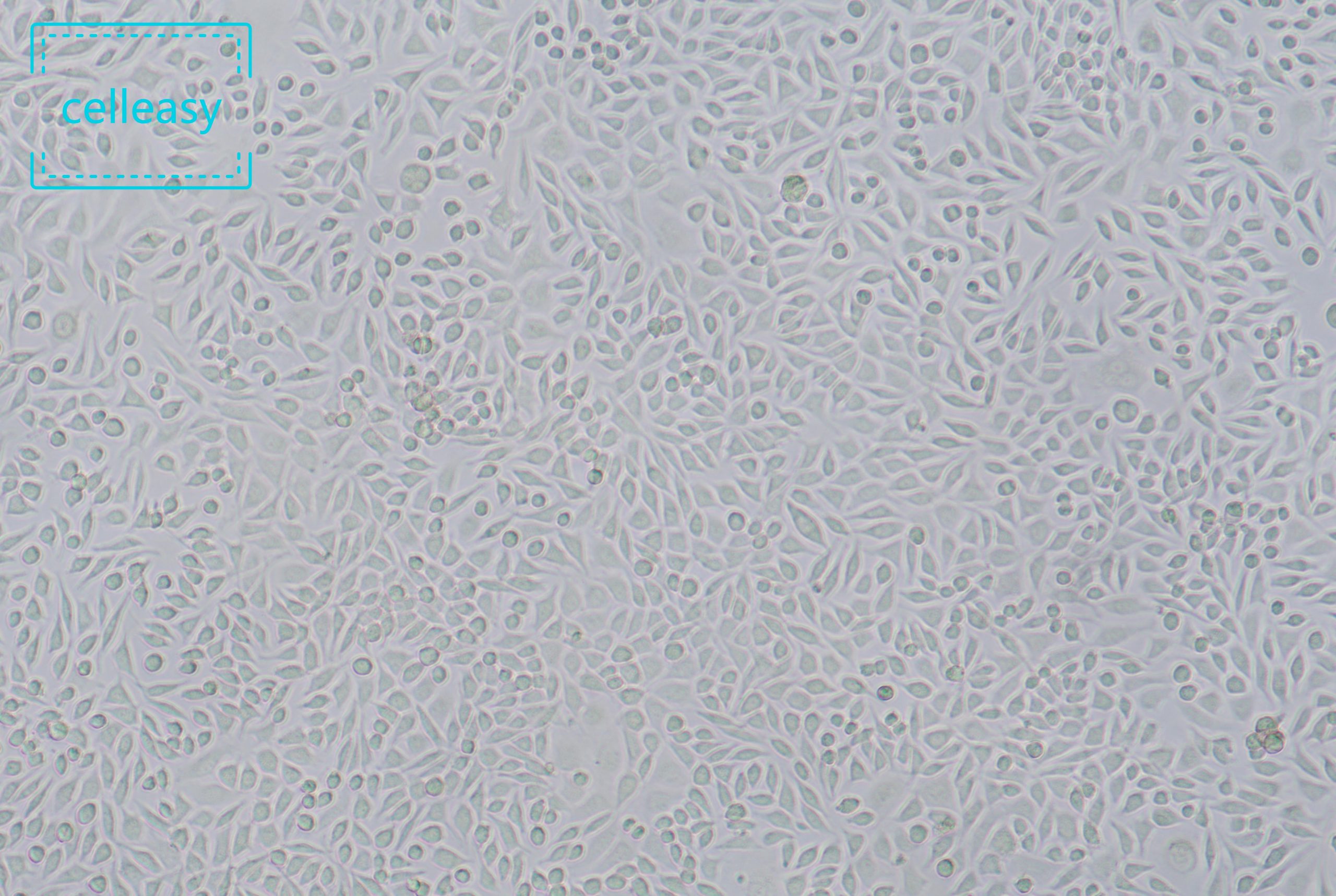 小鼠成纤维细胞