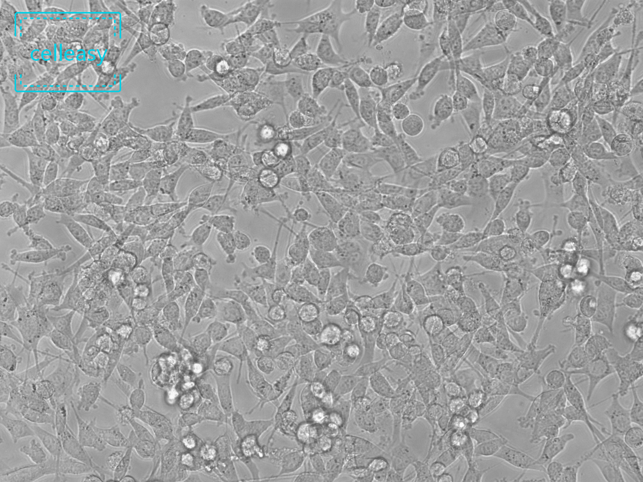 小鼠结肠癌细胞