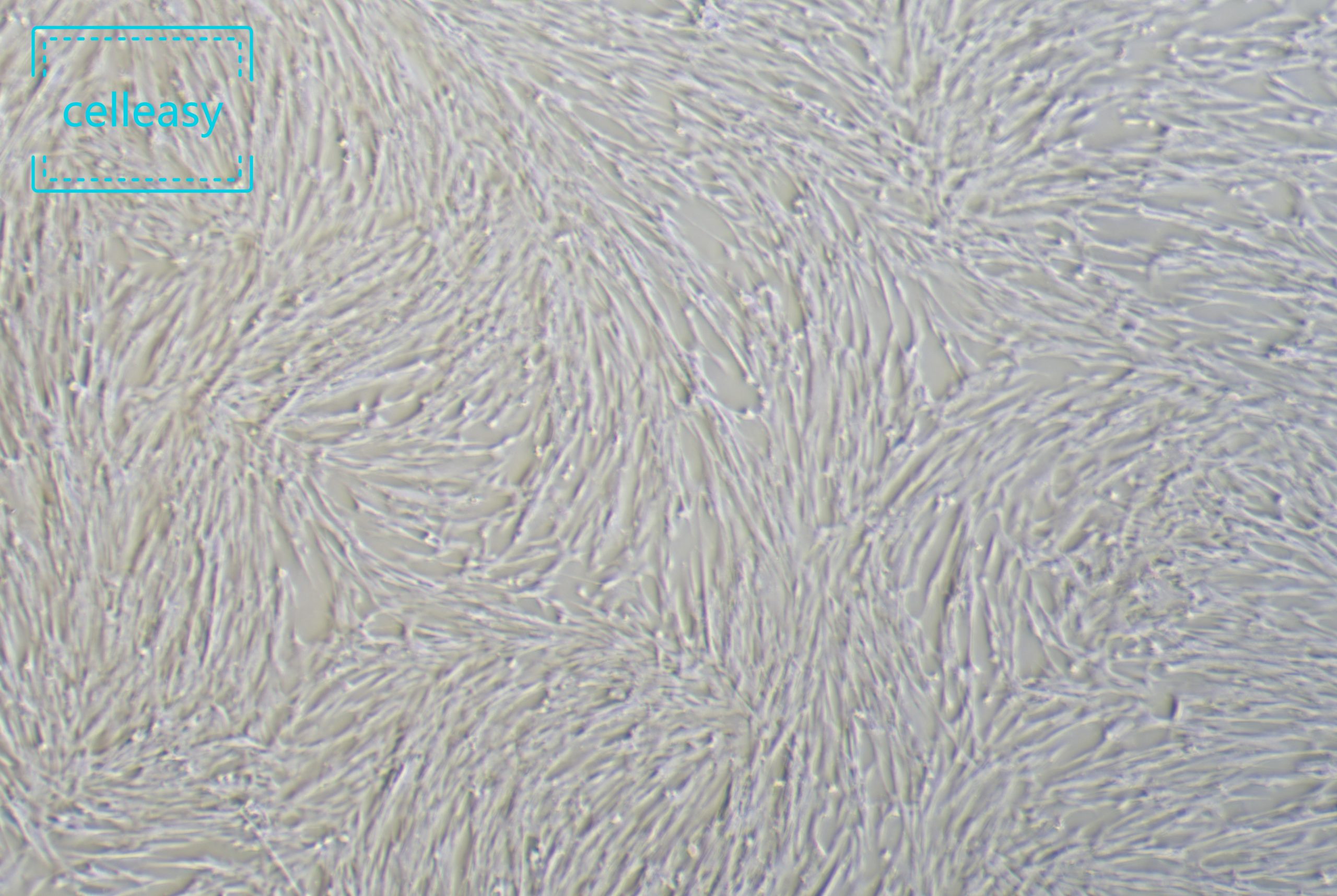 人胚肺成纤维细胞