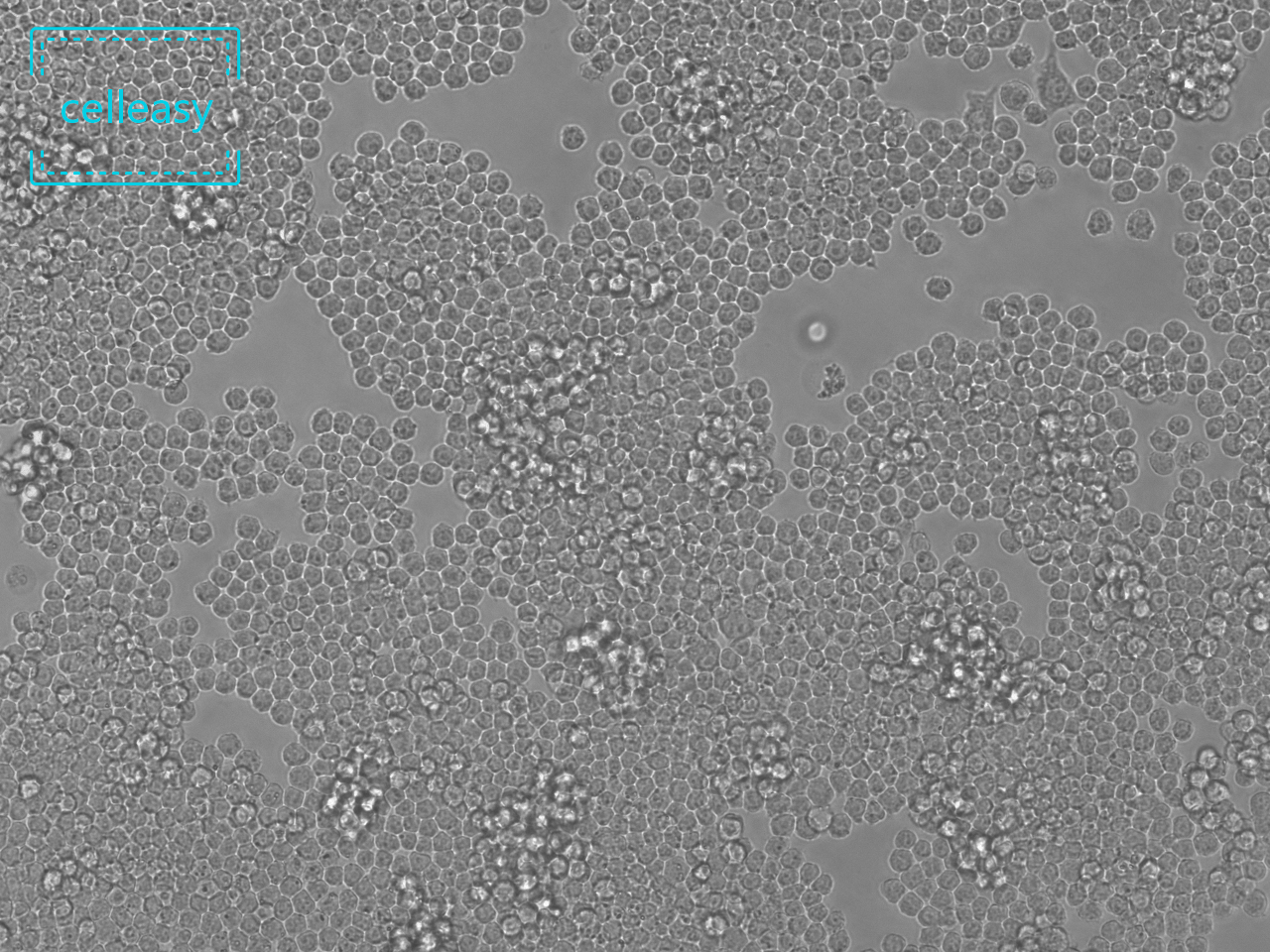 小鼠单核巨噬细胞白血病细胞