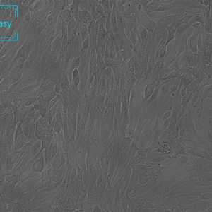 小鼠脑微血管内皮细胞系