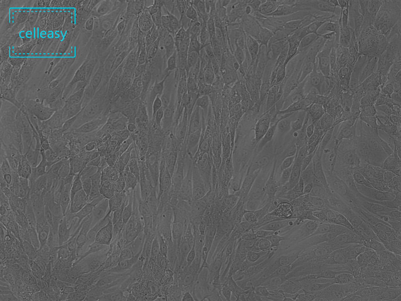 小鼠脑微血管内皮细胞系