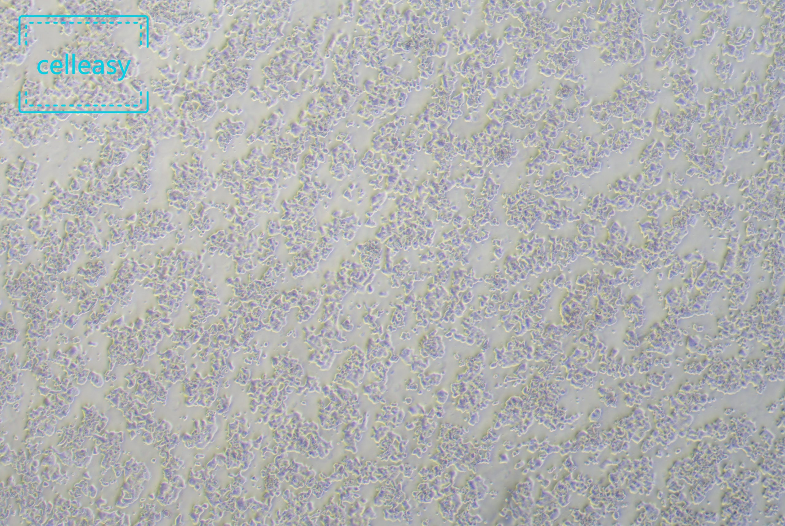 小鼠胰岛β细胞系