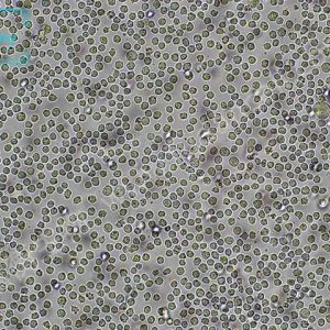 人单核细胞白血病细胞