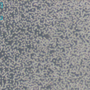 人原髓细胞白血病细胞