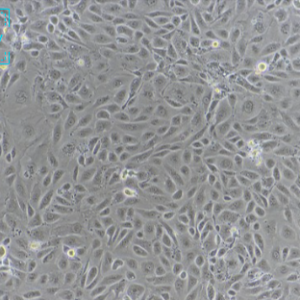 人肾皮质近曲小管上皮细胞