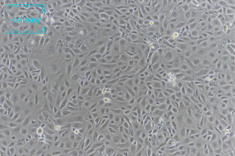 人肾皮质近曲小管上皮细胞