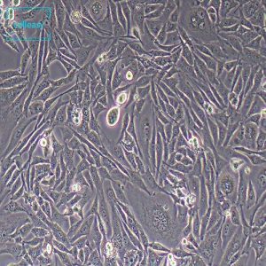 仓鼠肾成纤维细胞