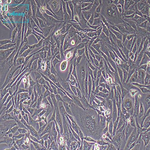 仓鼠肾成纤维细胞