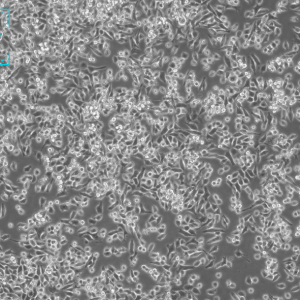 小鼠乳腺癌细胞