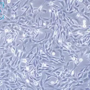 小鼠海马神经元细胞