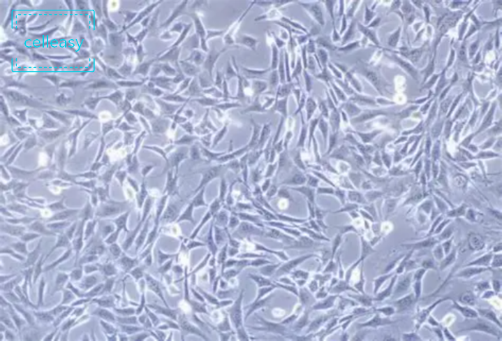 小鼠海马神经元细胞