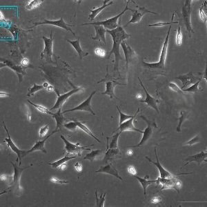 小鼠胚胎成纤维细胞