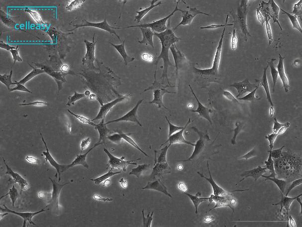 小鼠胚胎成纤维细胞