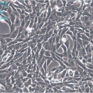 小鼠胚胎成纤维细胞