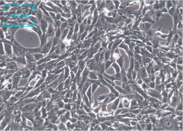 小鼠胚胎成纤维细胞