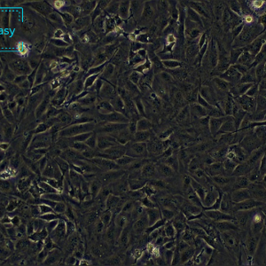 小鼠胚胎成骨细胞前体细胞