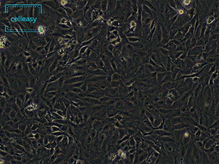 小鼠胚胎成骨细胞前体细胞