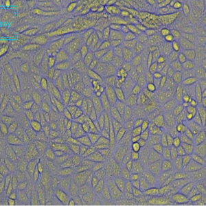 非洲绿猴肾细胞