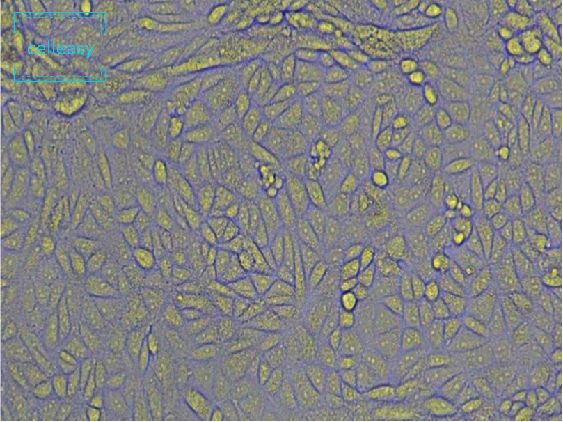 非洲绿猴肾细胞